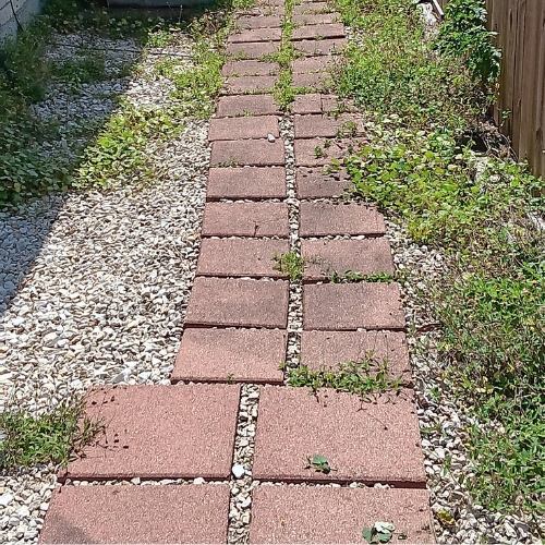 A garden pathway lined with red paving stones interspersed with white gravel, overgrown with weeds.