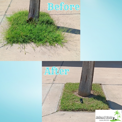 Before and after images of tree surround edging by Island Cuts Lawn Service, showing clean and precise grass edges around a tree on a sidewalk.