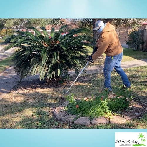 A worker from Island Cuts Lawn Service uses an edger around a garden bed with a large sago palm.