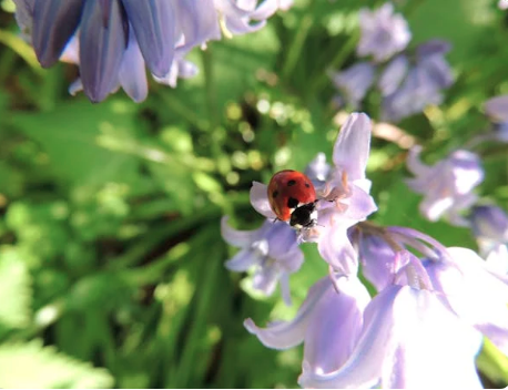 Ladybug perched on a purple/lavender flower in a garden